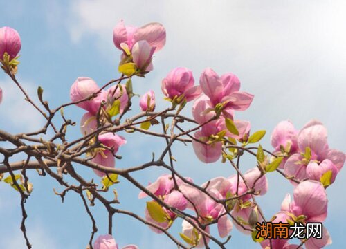 玉兰树果实长什么样子?有什么用途?