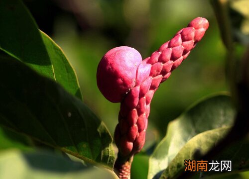 玉兰树果实长什么样子?有什么用途?