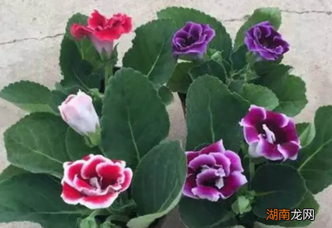 芙蓉花的3种繁殖方法 芙蓉花怎么扦插活得快