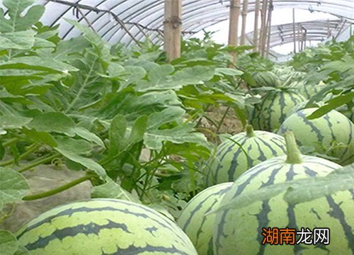 不同时期所用的肥料不同 西瓜苗期用什么肥料比较好