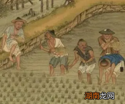 宋朝时期为何会出现粮食产量剧增的现象?