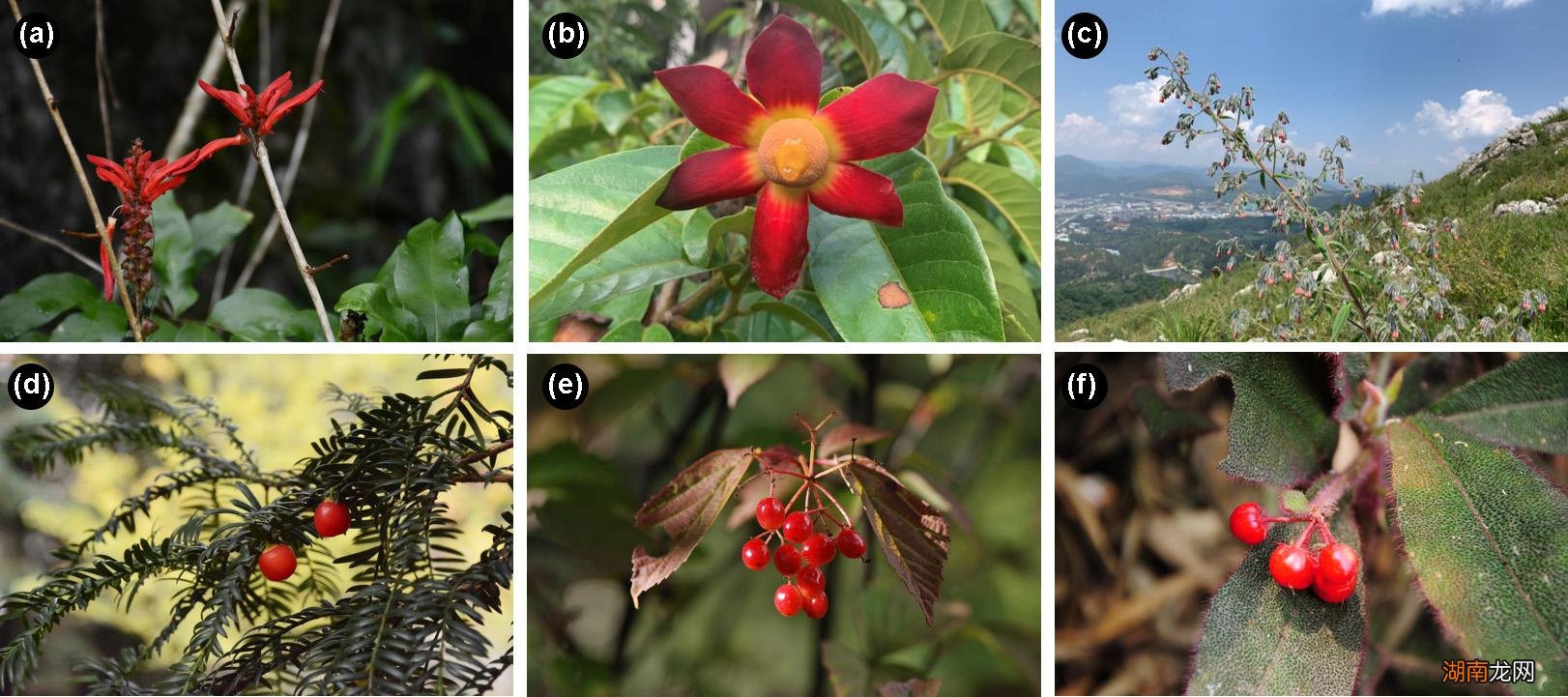 果实：为何花是五颜六色的，而我却如此单调？