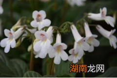 【智惠农民】苦友不苦：“苦”中作乐的精灵——苦苣苔