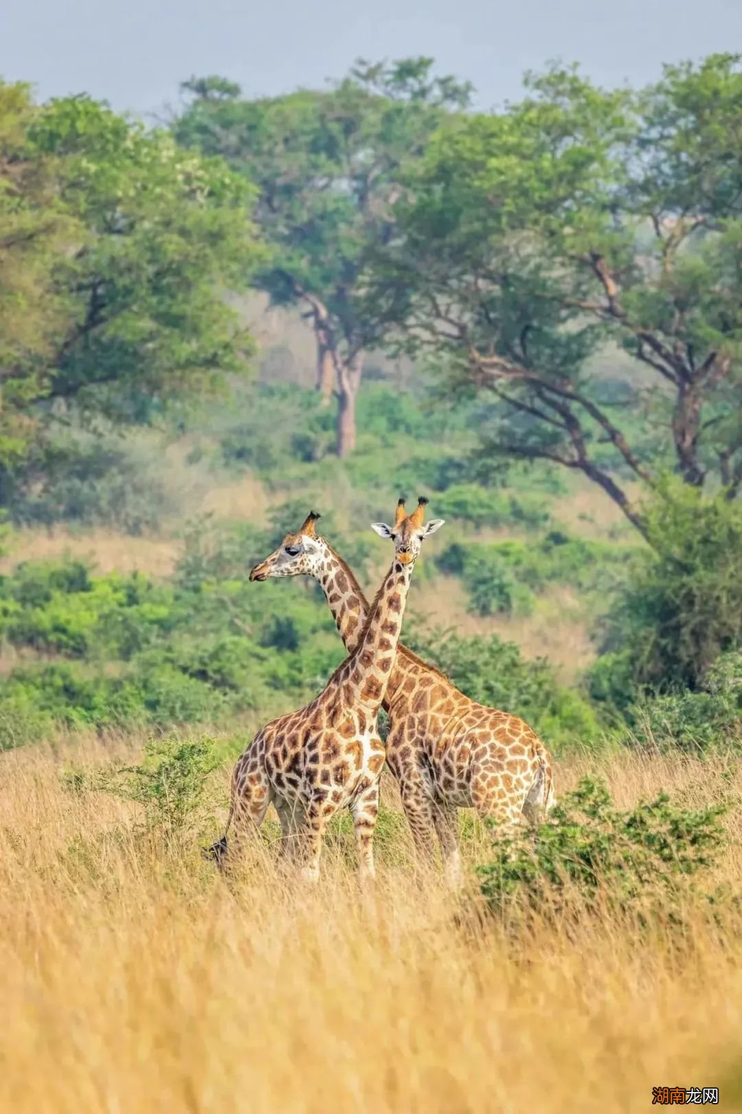 金字塔下,是吹过千年的黄沙…别了,古埃及!