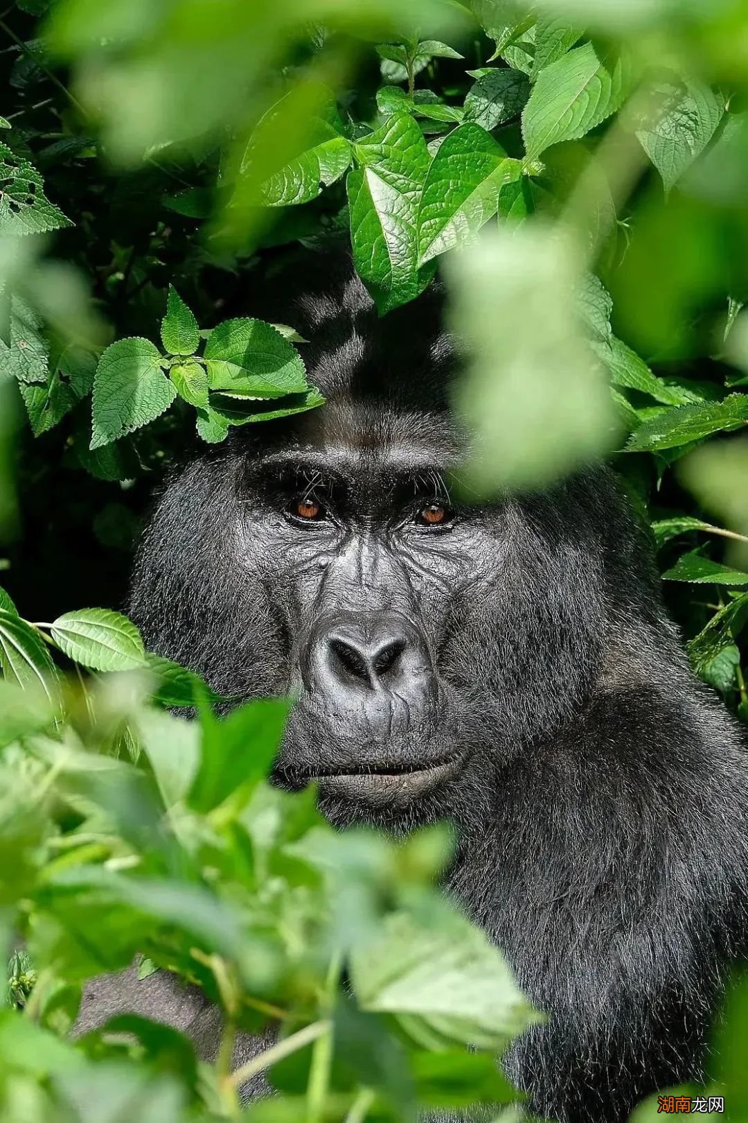 金字塔下,是吹过千年的黄沙…别了,古埃及!