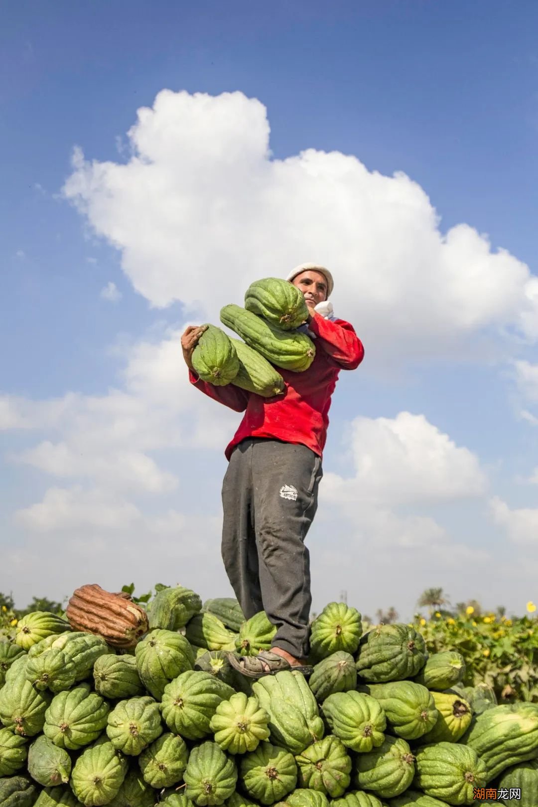 金字塔下,是吹过千年的黄沙…别了,古埃及!