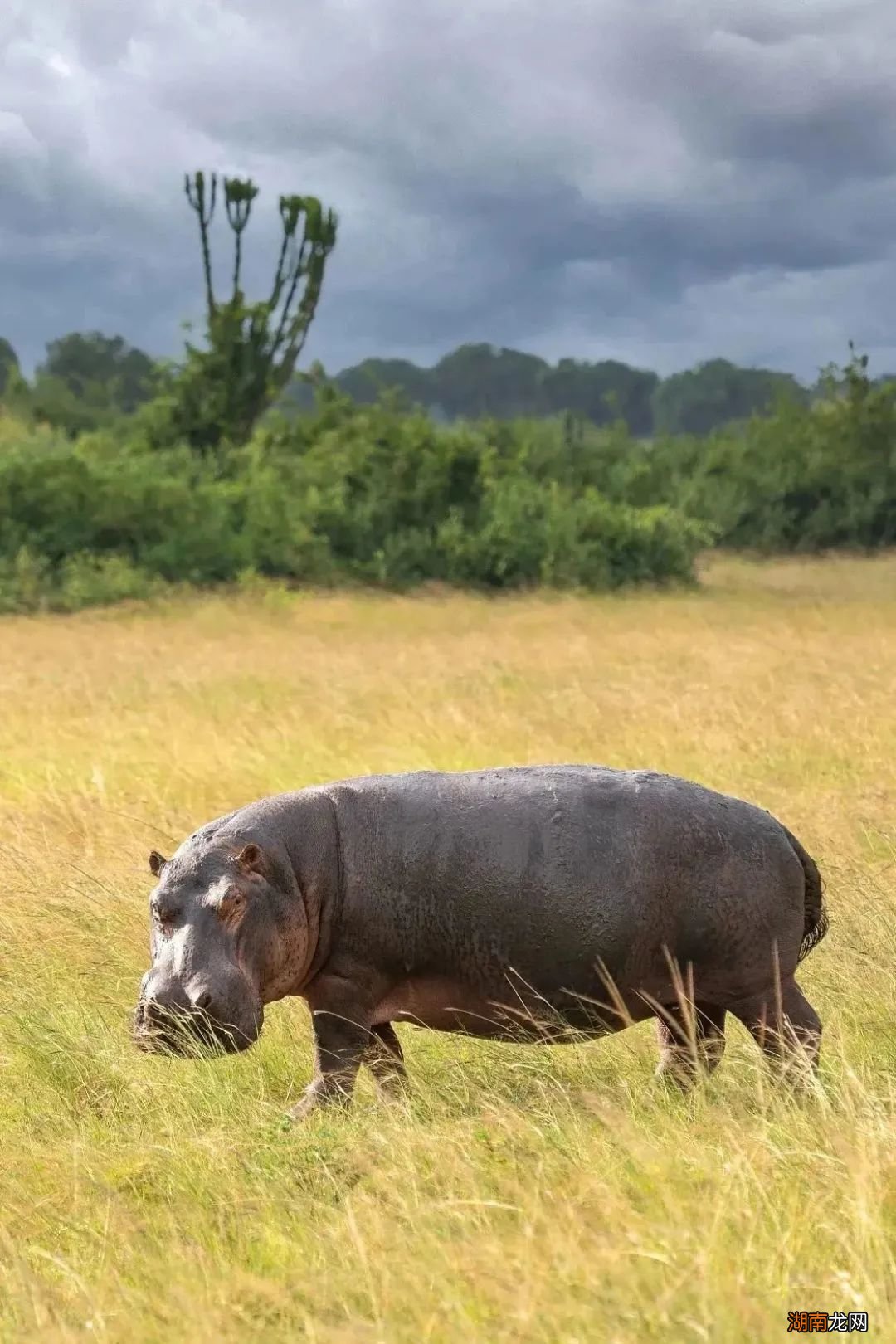 金字塔下,是吹过千年的黄沙…别了,古埃及!