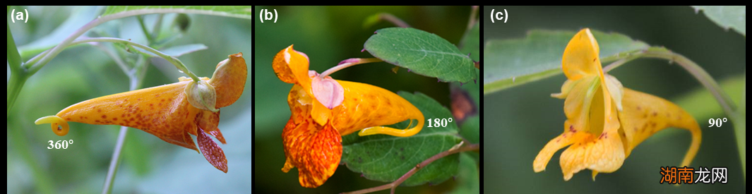 凤仙花是如何“染出”古诗词里的中国色彩?