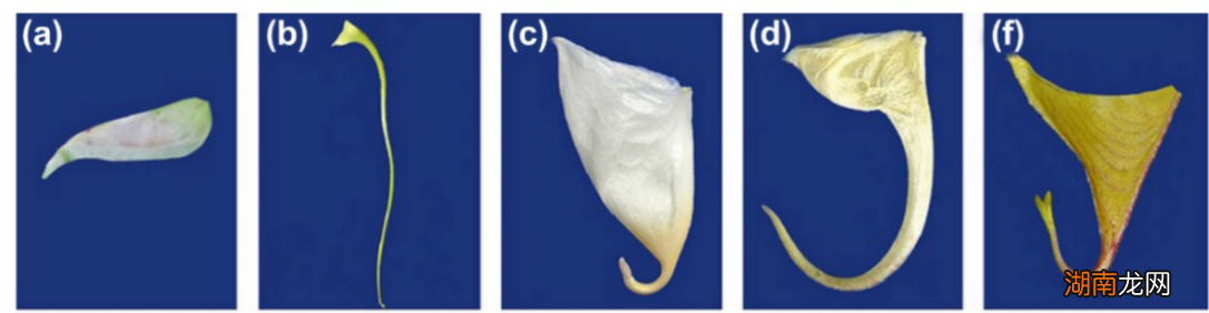 凤仙花是如何“染出”古诗词里的中国色彩?