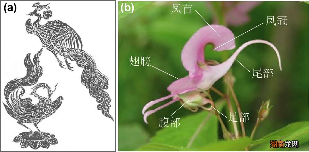 凤仙花是如何“染出”古诗词里的中国色彩?