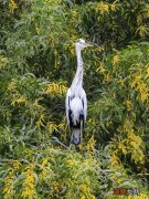 身材好是一种怎样的体验？这位“水鸟模特”，认识一下