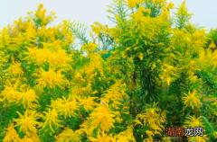 “加拿大一枝黄花”又被“全网追杀”？不冤！见到它立即上报