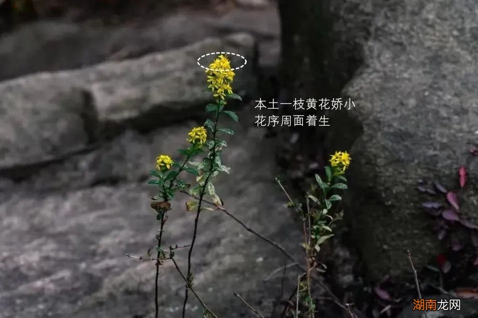 “加拿大一枝黄花”又被“全网追杀”?不冤!见到它立即上报