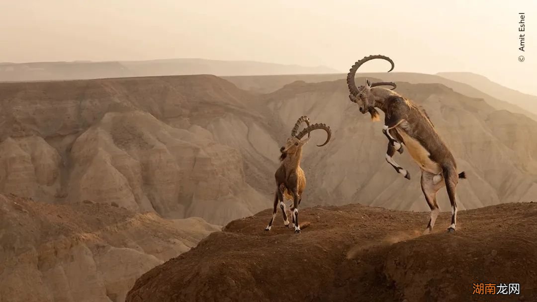 有的装屎,有的装死,你们蛙真是诡计多端!|自然小喇叭