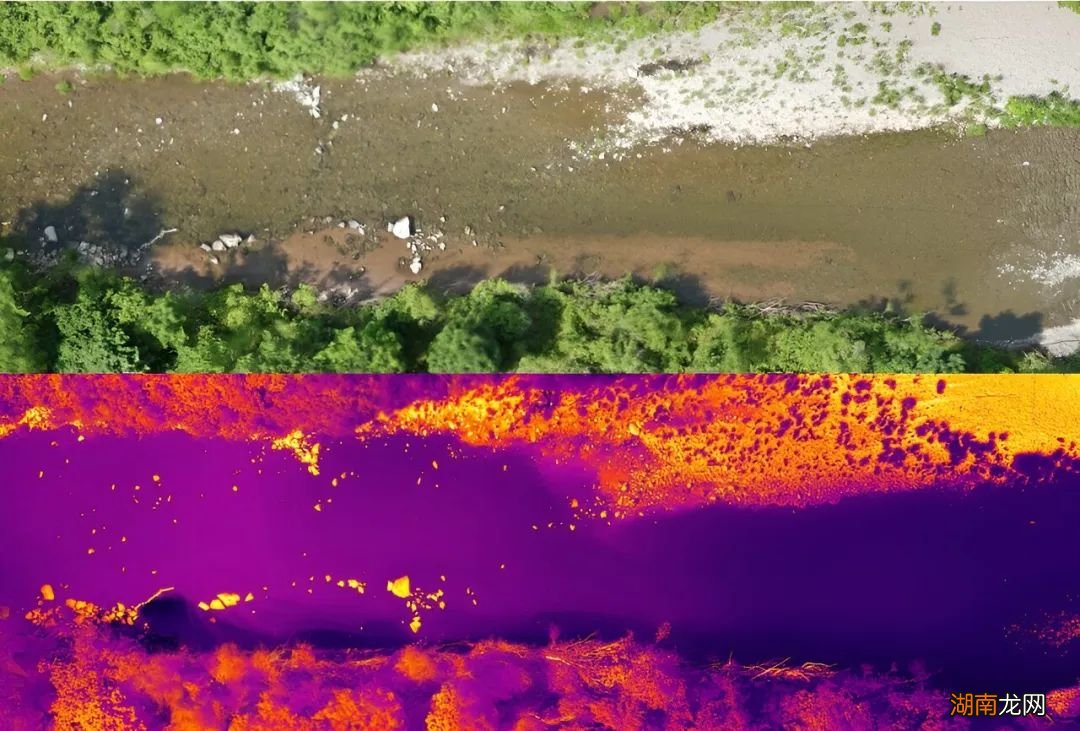 有的装屎,有的装死,你们蛙真是诡计多端!|自然小喇叭