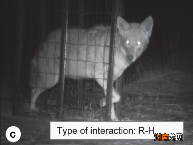 有的装屎,有的装死,你们蛙真是诡计多端!|自然小喇叭