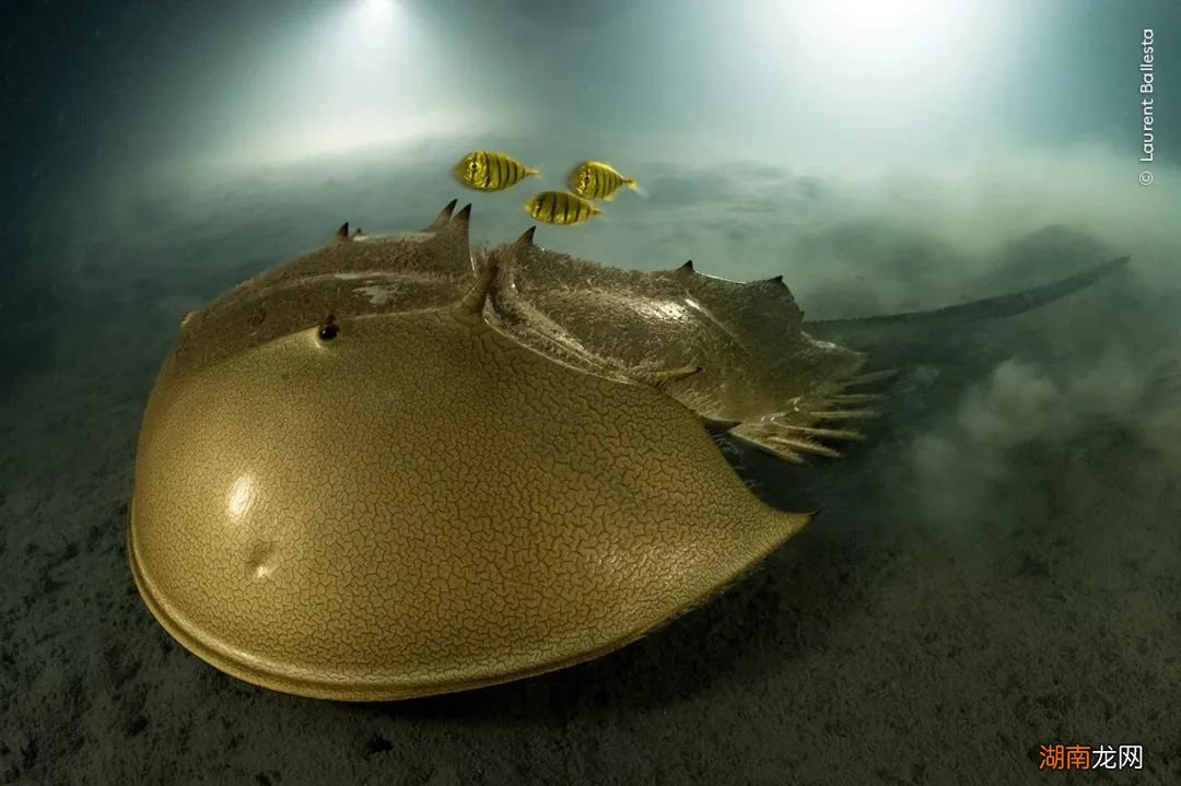 有的装屎,有的装死,你们蛙真是诡计多端!|自然小喇叭