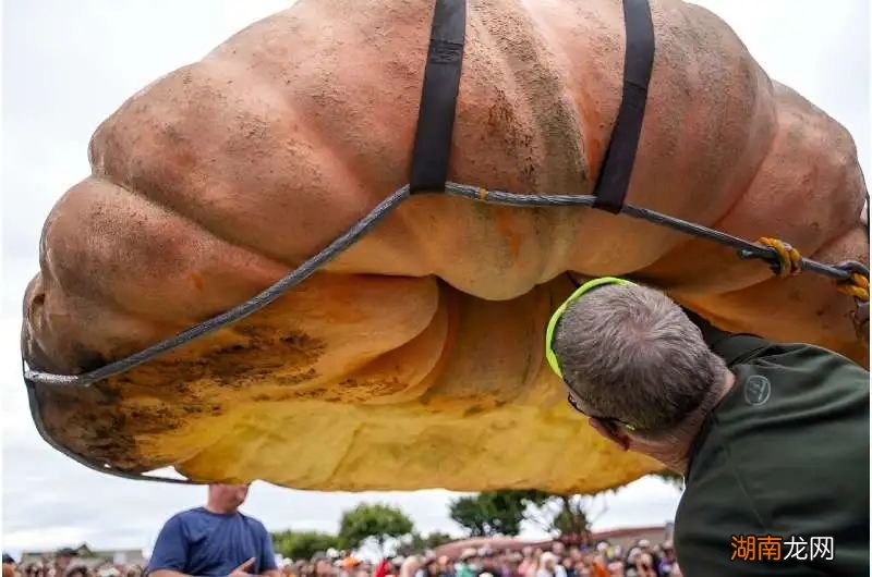 有的装屎,有的装死,你们蛙真是诡计多端!|自然小喇叭