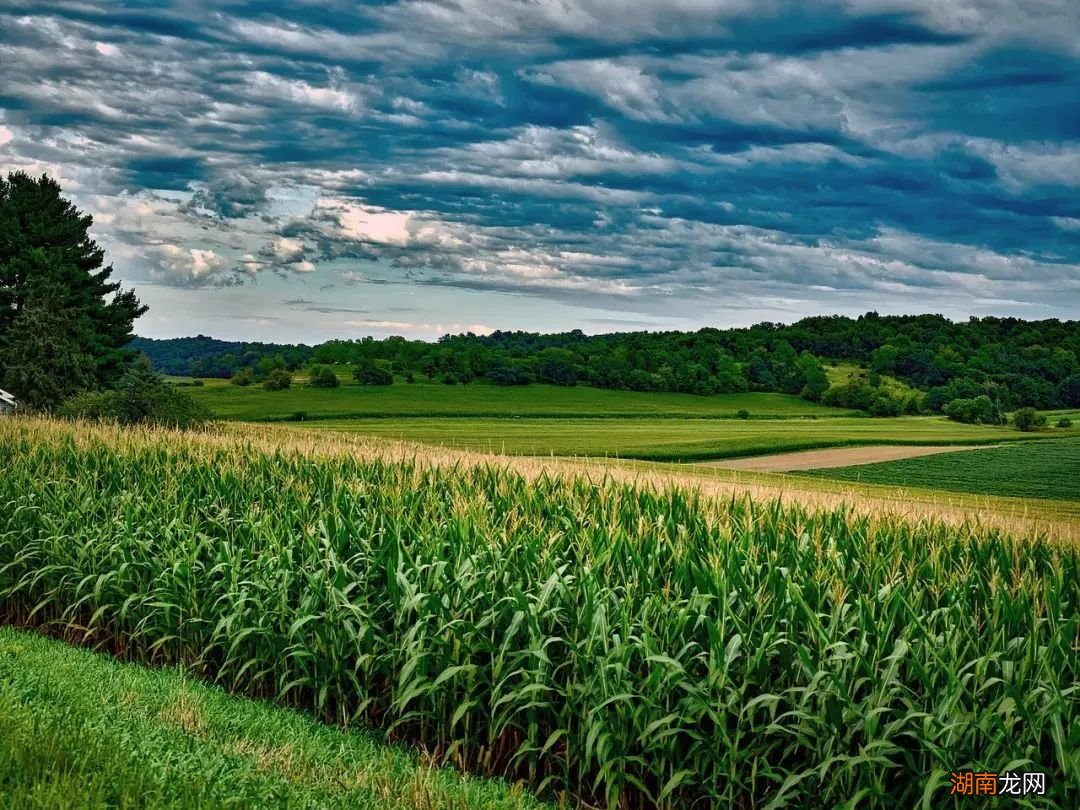 银杏濒危了？不是满大街都是吗？