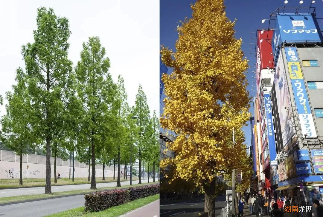 银杏濒危了？不是满大街都是吗？