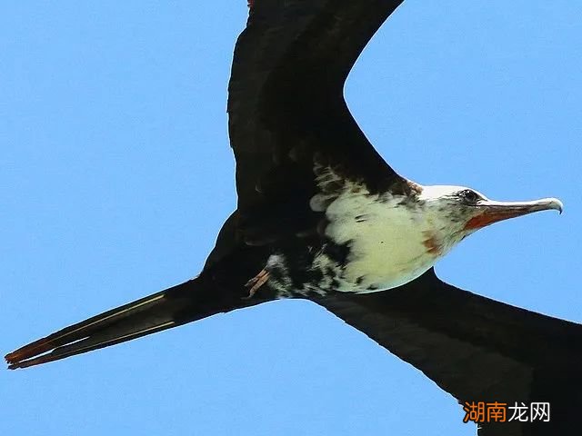 猫猫掉的毛很有用,抓凶手可能得靠它!丨自然小喇叭