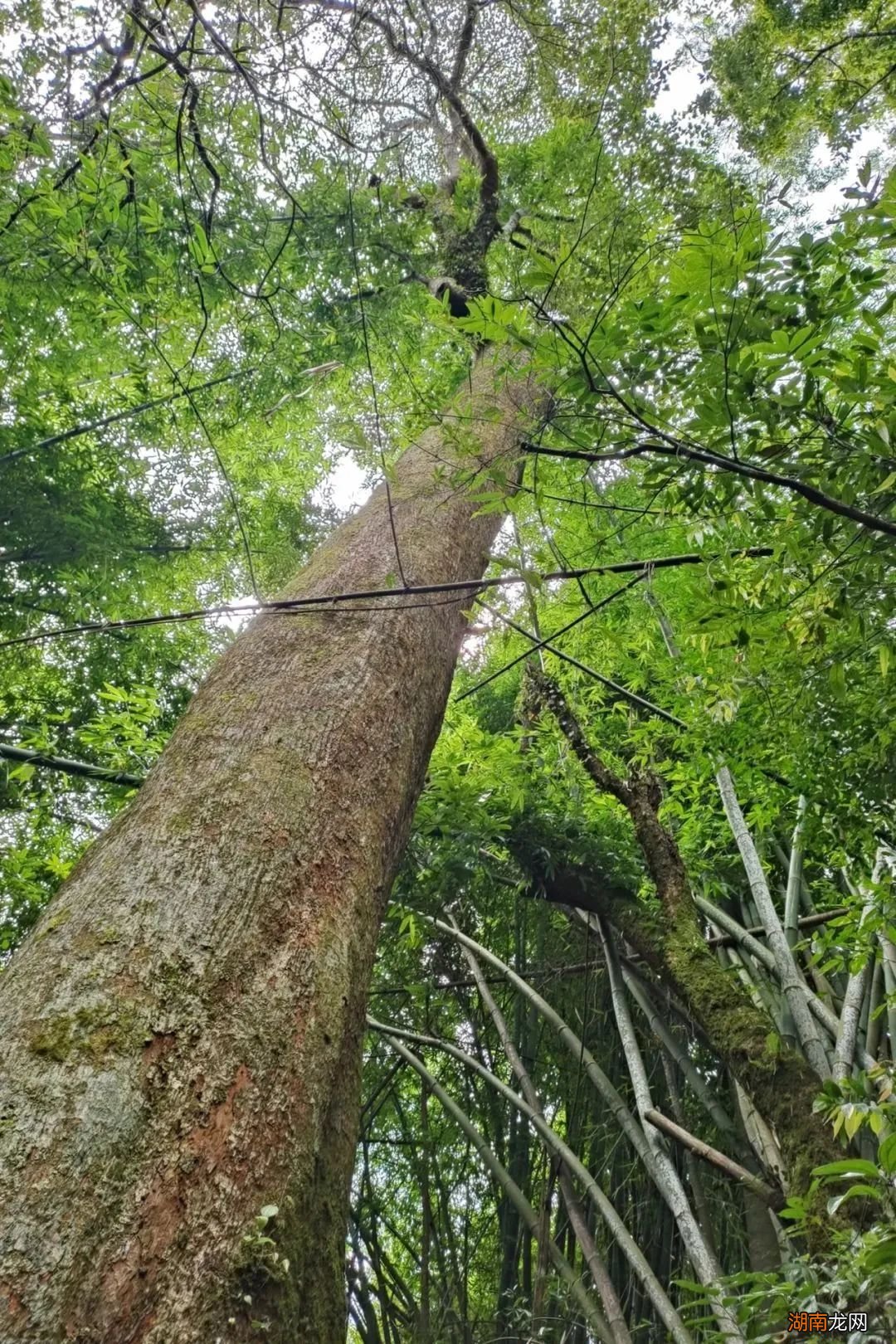 难得一见的滇桐,为什么会濒危?
