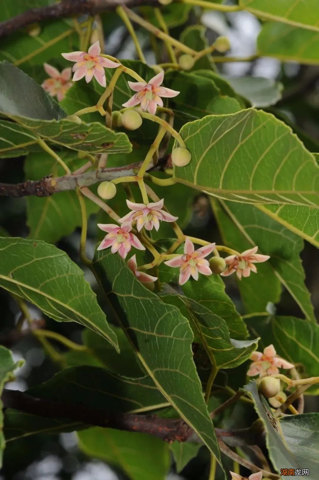 难得一见的滇桐,为什么会濒危?