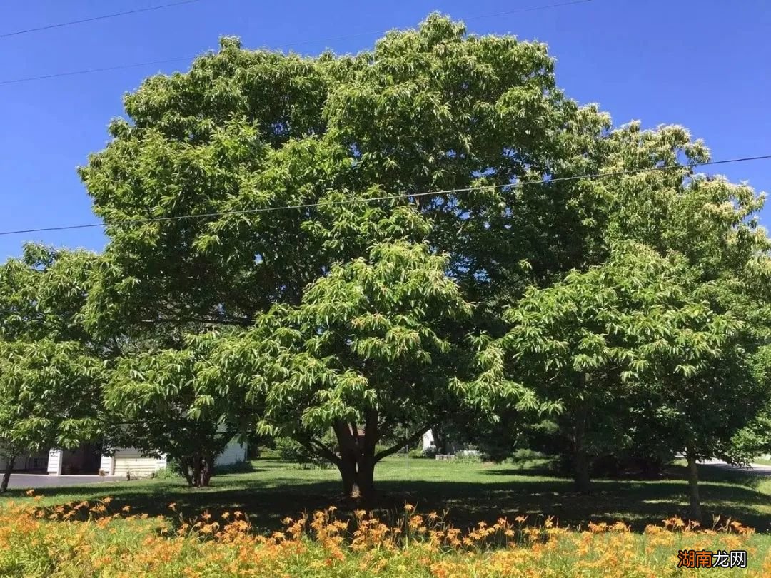 路边的野花别乱踩,地上的栗子也不要乱吃!
