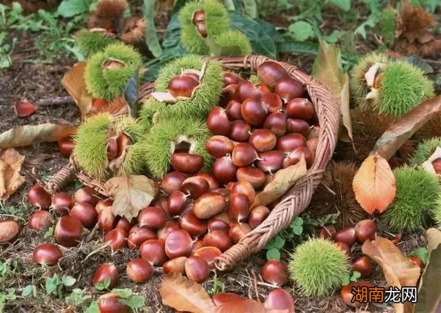 路边的野花别乱踩,地上的栗子也不要乱吃!