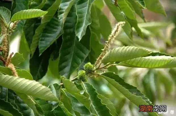路边的野花别乱踩,地上的栗子也不要乱吃!