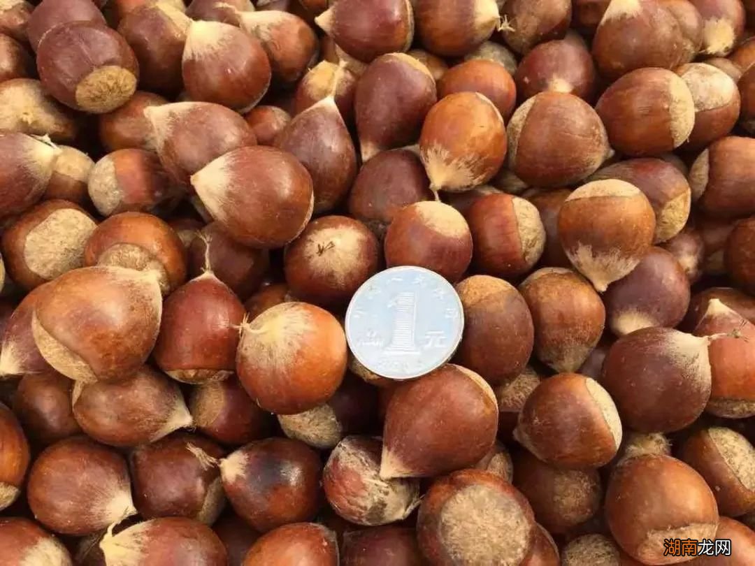 路边的野花别乱踩,地上的栗子也不要乱吃!