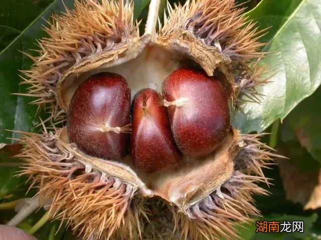 路边的野花别乱踩,地上的栗子也不要乱吃!