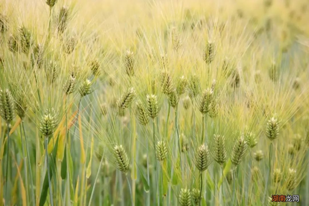 地球再热下去,我们可能连啤酒也喝不到了?