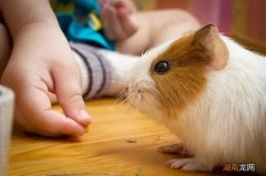 不瞒你说，在成为宠物之前荷兰猪其实是食物……