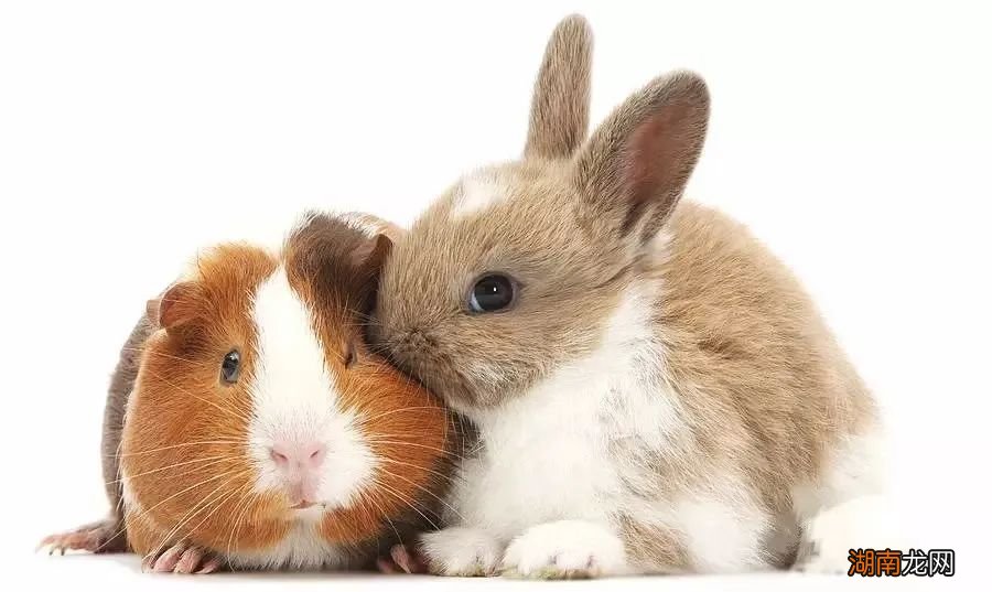 不瞒你说，在成为宠物之前荷兰猪其实是食物……