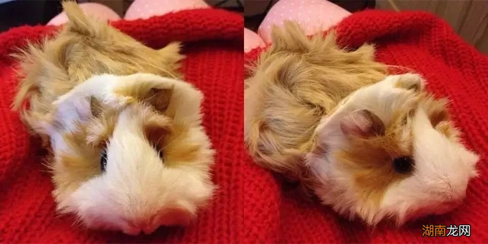 不瞒你说，在成为宠物之前荷兰猪其实是食物……