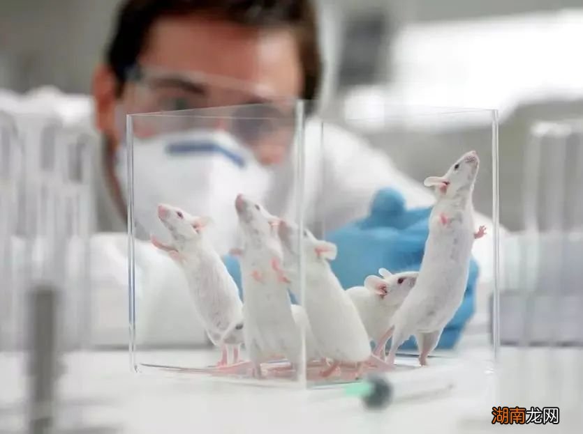 不瞒你说，在成为宠物之前荷兰猪其实是食物……