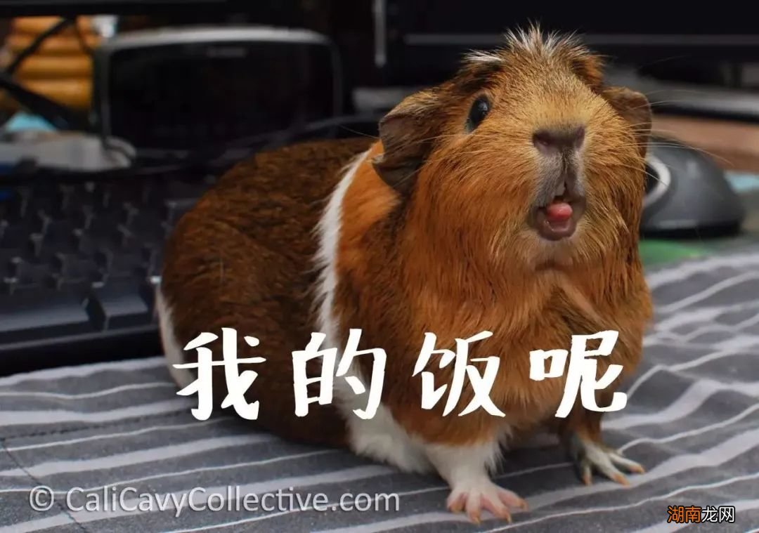 不瞒你说，在成为宠物之前荷兰猪其实是食物……