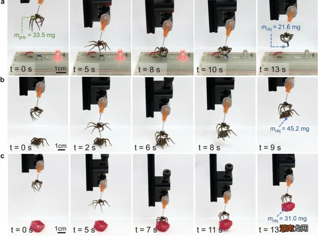 一只蜘蛛“死而复生”，还会秒变娃娃机？这项研究有点“怪趣味”