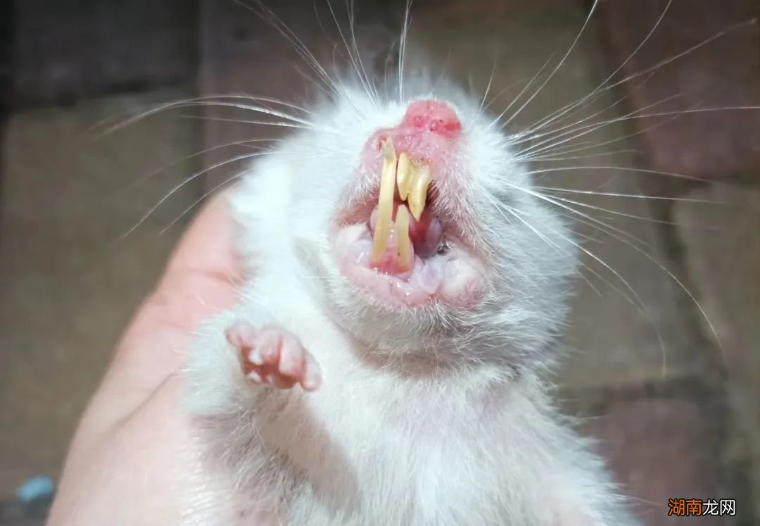 食堂又吃出鼠头?这次还真不是……