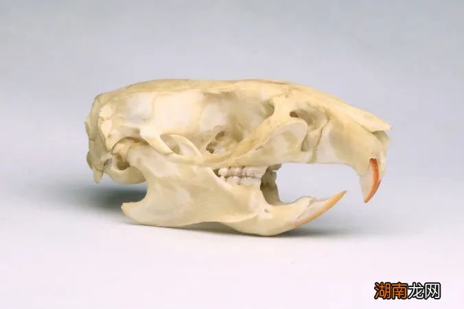 食堂又吃出鼠头?这次还真不是……