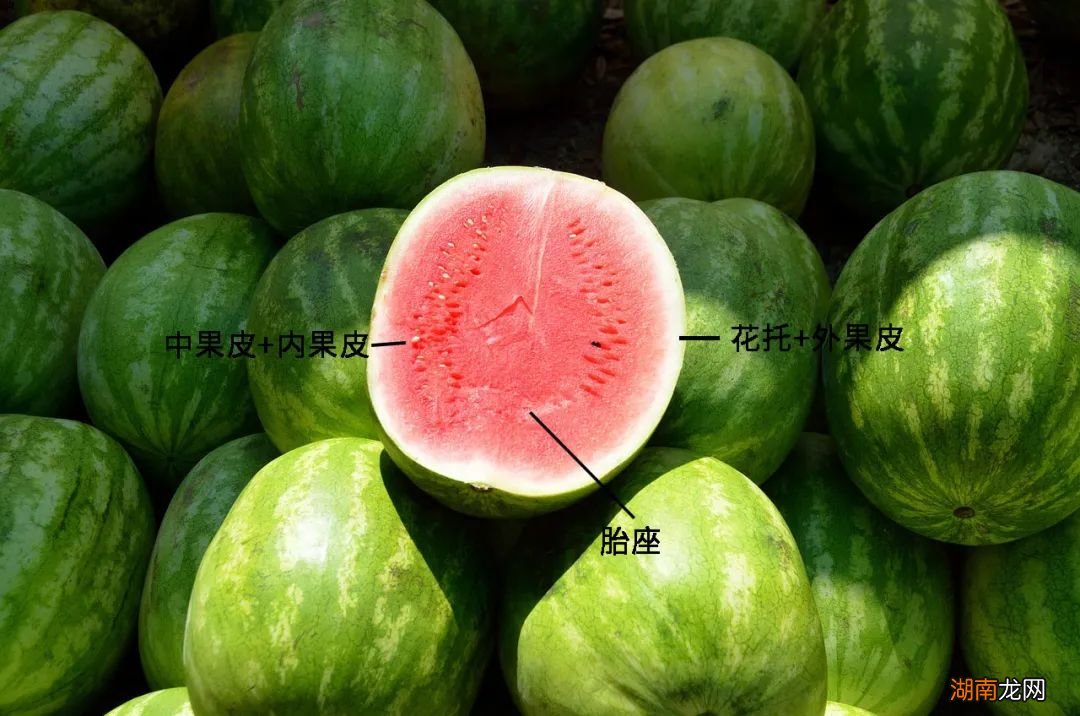 都2023年了，无籽石榴怎么还没发明出来！