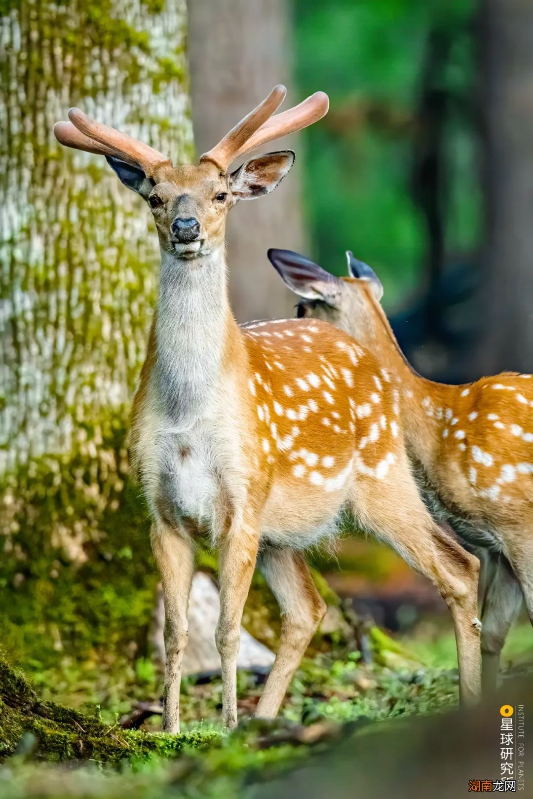 去长白山撒野!寻觅雪国秘境
