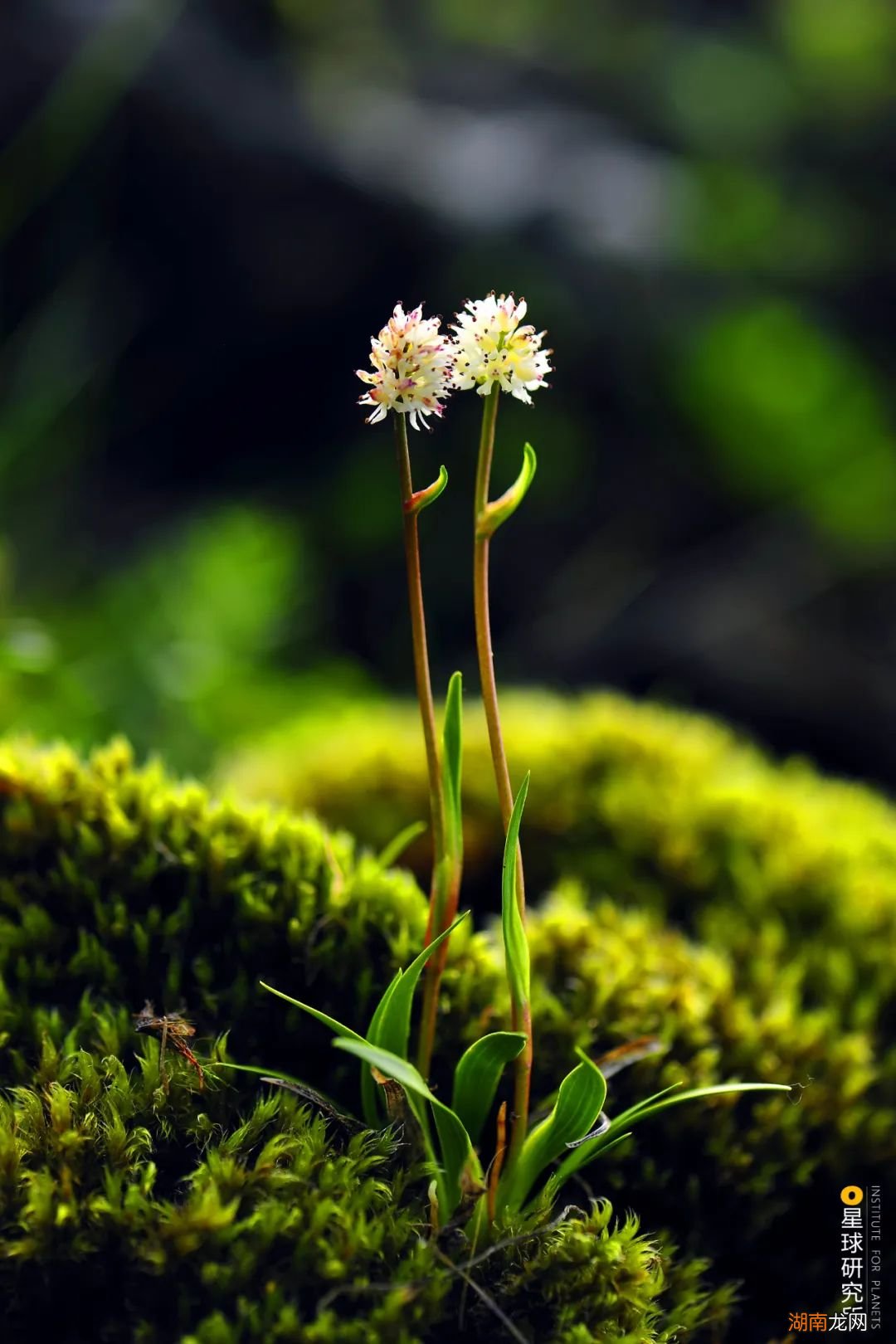 去长白山撒野!寻觅雪国秘境