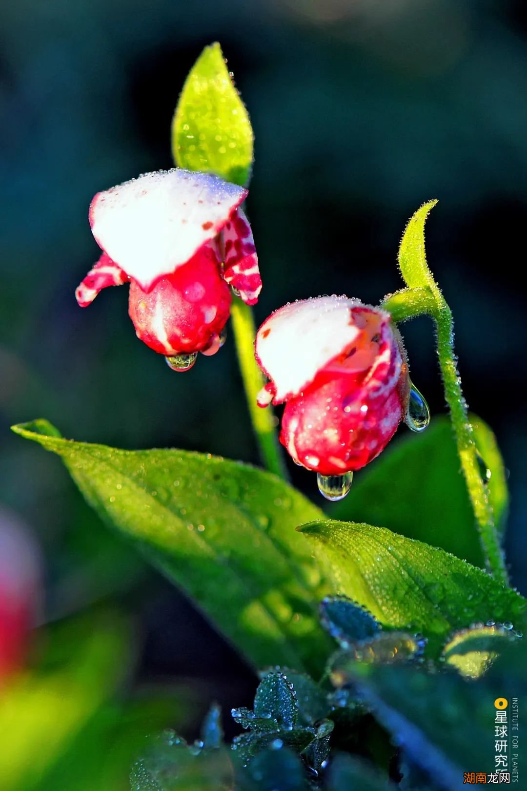去长白山撒野!寻觅雪国秘境