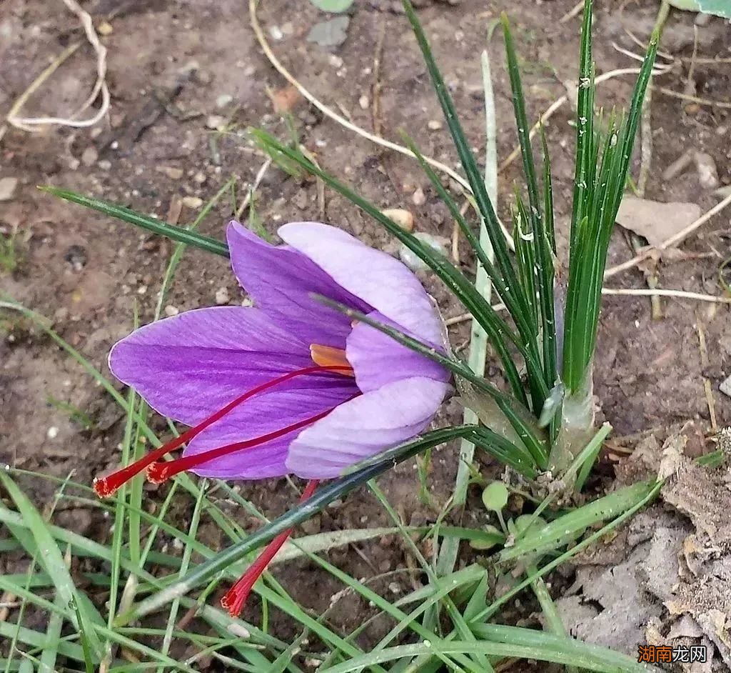 世界上最贵的红，或许你也吃过