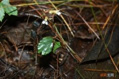 西藏墨脱发现植物新种！