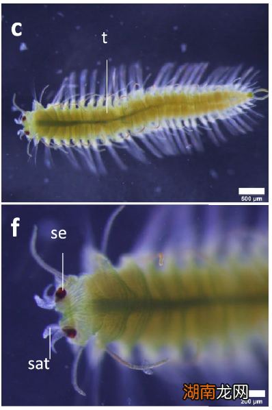 它有可拆卸的屁股，屁股还长了脑子！｜自然小喇叭