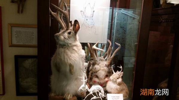 从臭豆腐到麻辣兔头，这些收藏怎么都能进博物馆？