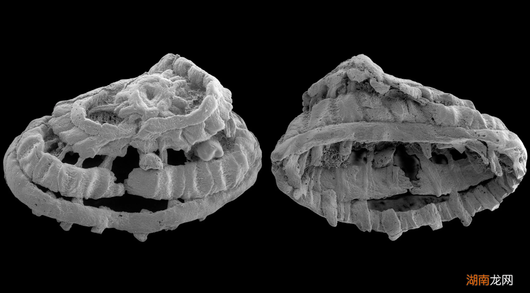 Nature公布2023年度最佳科学照片!太阳丝、会飞的壁虎、打印火箭等上榜
